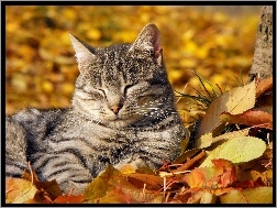 Jesień, Kot, Liście