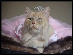 Księżna, Kot, Przebranie