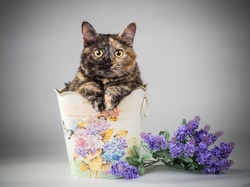 Kwiaty, Kot, Pojemnik