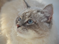Śnieg, Oczy, Błękitne, Kot, Spojrzenie