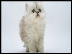 Kot Perski, Puszysty, Biały