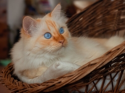 Kot, Niebieskooki, Siedzisko