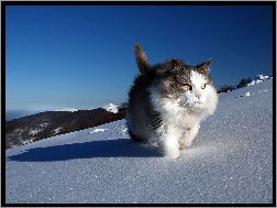 Sierść, Kot, Śnieg