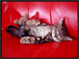 Sofa, Kot, Czerwona
