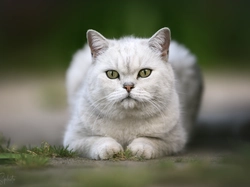 Kot, Biały, Spojrzenie