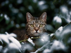 Śnieg, Spojrzenie, Kot, Gałązki