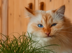 Kot, Niebieskooki, Trawa