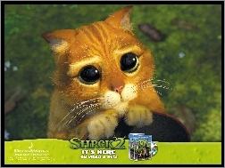 kota, Shrek 2, oczy
