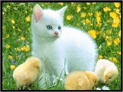 Kotek, Łąka, Kwiatki, Trzy, Biały, Kurczaczki