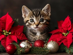 Gwiazda betlejemska, Kot, Kotek, Kwiaty, Mały, Bombki