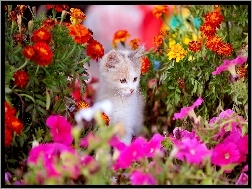 Kwiaty, Kotek, Kolorowe