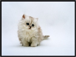 Kotek Perski, Mały, Biały