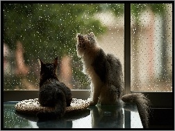 Deszcz, Kotki, Okno
