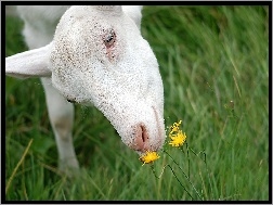 Trawa, Koza, Kwiatki