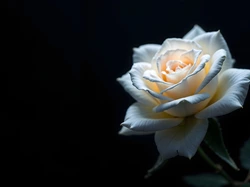 Kremowa, Kwiat, Róża