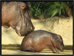 Krok, Małe, Hipopotam, Mama, Pierwszy