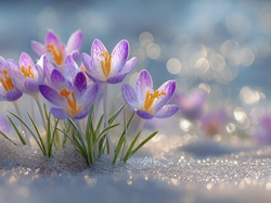 Śnieg, Kwiaty, Fioletowe, Krokusy, Kępka, Grafika AI