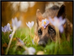 Krokusy, Oczy, Psie, Pies, Kwiaty