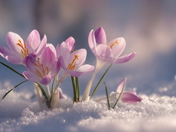 Różowe, Krokusy, Śnieg, Grafika AI