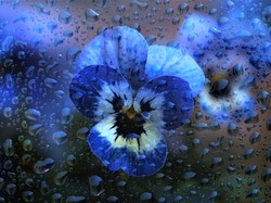 Krople, Niebieski, Kwiat, Bratek