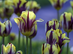 Krople, Żółto-fioletowe, Kwiaty, Tulipany