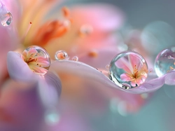 Kwiat, Krople, Odbicia, Grafika AI