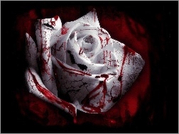 Krwawa, Róża