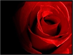 Róża, Krwisto, Czerwona