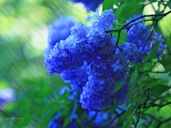 Krzew, Niebieski, Bez, Kwiaty