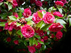 Krzew, Kwiaty, Różowe, Kamelia japońska, Liście
