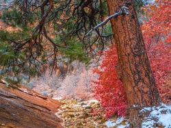 Jesień, Sosna, Roślinność, Skały, Krzew, Stan Utah, Stany Zjednoczone, Drzewo, Park Narodowy Zion, Czerwony
