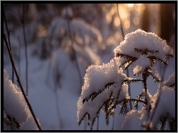 Śnieg, Krzew, Gałązki