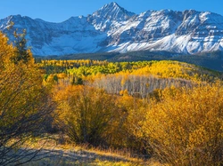 Krzewy Jesień, Las, Wilson Peak, Stany Zjednoczone, Kolorado, Góra, Drzewa
