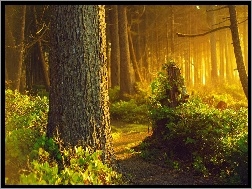 Krzewy, Przebijające, Ścieżka, Las, Światło