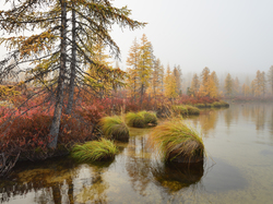 Trawa, Jezioro Jack London, Mgła, Kołyma, Rosja, Drzewa, Jesień, Krzewy