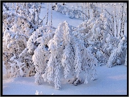 Śniegiem, Krzewy, Pokryte