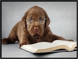 Książka, Labrador, Szczeniak, Okulary