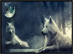 Księżyc, Wilki, Białe, Noc