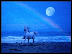 księżyc, morze, Koń, woda