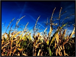 Kukurydza, Niebo