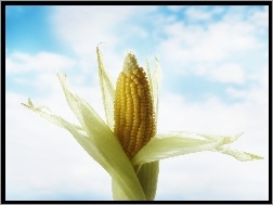 Kukurydza, Niebo
