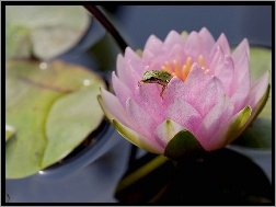 Żabka, Kwiat, Lotosu