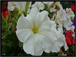 Biała, Kwiat, Petunia