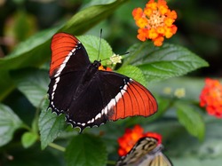 Kwiat, Czerwono-czarny, Motyl