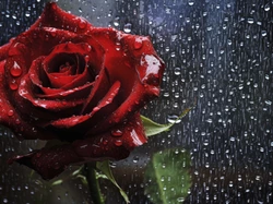 Deszcz, Kwiat, Czerwona, Szyba, Róża