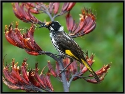 Kwiat, Ptaszek, New Holland Honeyeater