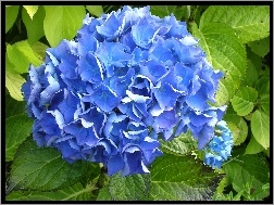 Hortensja, Kwiat, Niebieska