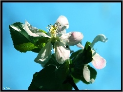 Kwiat, Jabłoni