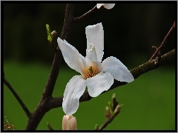 Kwiat, Magnolia Japońska, Biały
