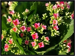 Kalanchoe, Kwiat, Różowy